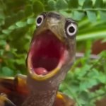 Shocked Turtle Reaction