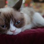 Grumpy cat depressed sad