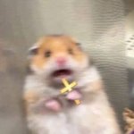 Hamster