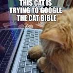 Cat staring at Mac | THIS CAT IS TRYING TO GOOGLE; THE CAT BIBLE | image tagged in cat staring at mac | made w/ Imgflip meme maker