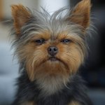 Grumpy Yorkie