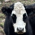 Cow Patty