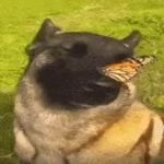 No Enemy Dog GIF Template