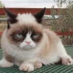 Grumpy cat fully body green floor