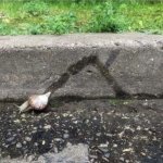 snail parkour