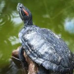 Red eared slider meme