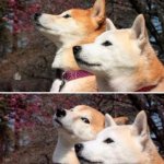 shiba bad joke | THE HAT STAYS OFF; IT'S ANIMAL ABUSE | image tagged in shiba bad joke | made w/ Imgflip meme maker