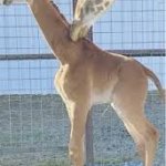 giraffe meme