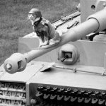cat tank