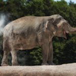 Elephant Fart