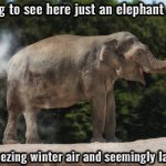 Frozen Elephant Fart | Nothing to see here just an elephant farting; into freezing winter air and seemingly laughing. | image tagged in elephant fart,farting,frozen,laughing animal,hilarious memes,fun | made w/ Imgflip meme maker