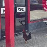 Chicken at KFC template