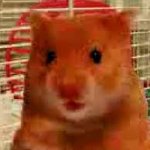 harry the hamster meme