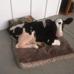 cow dalmatian dog