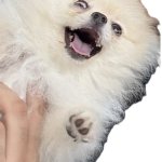 DOG ASKING FOR COFFEE