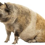 Pig