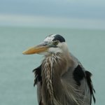 Gulf of Mexico