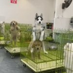 Take ME!!! | Talk About Trying 
to Sell Yourself | image tagged in gifs,pet,adoption,cuteness overload,personality,dogs | made w/ Imgflip video-to-gif maker