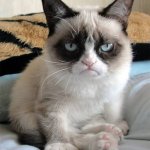 Grumpy cat on bed