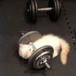 cat working out template