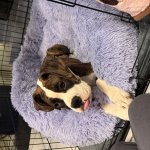 Dog with tongue