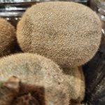 Kiwi Fruit Sure Are Fuzzy!