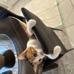 Boss cat