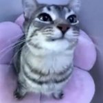 LOCKED IN CAT