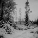 Winter Beauty.