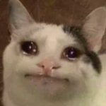cat cry