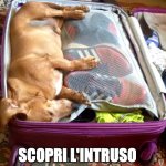 PET FRIENDLY | SCOPRI L'INTRUSO | image tagged in holidays | made w/ Imgflip meme maker