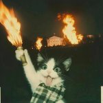 cat fire