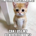 Punishment over! | I’M TIRED OF STANDING! CAN I USE MY OTHER FEET NOW!? | image tagged in memes,cute cat | made w/ Imgflip meme maker