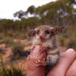 All Australian animals want to kill youn