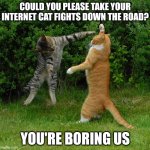 cat fights