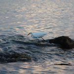 Gulf of Mexico