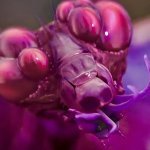 Bug