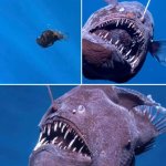 memefish 2025