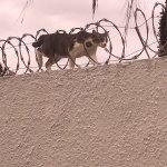 Cat walking through barbed wire