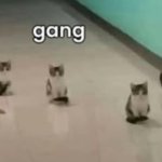Gang