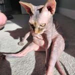 Kitty Porn