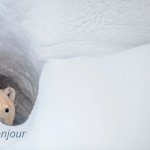Blank Bonjour Bear HD