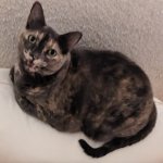 Meowy cat