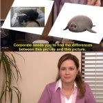 Bow is a seal | image tagged in memes,they're the same picture | made w/ Imgflip meme maker