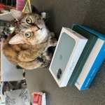 iPhone cat