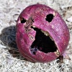 Scared Pomegranate