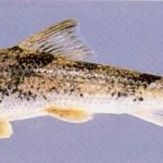 northern hog sucker