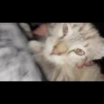 Cattqeak GIF Template