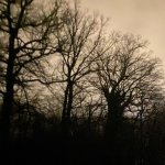 Trees.