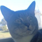 shocked cat
